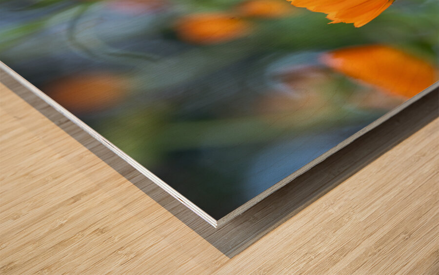 Pot Marigolds Wood print