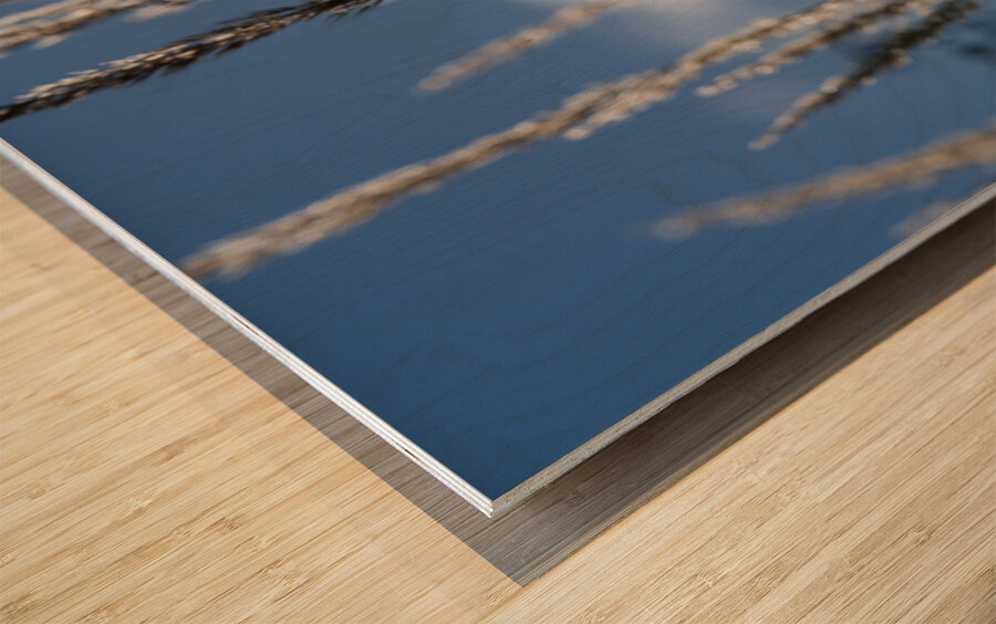 Silver Grass Wood print