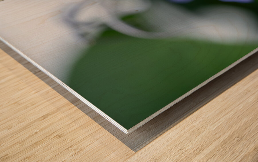 Beetle Killer Wood print