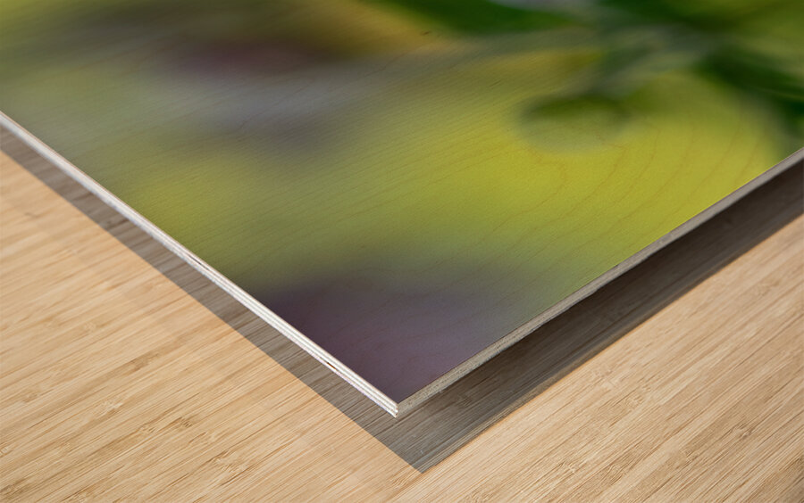 Looking Forward Wood print