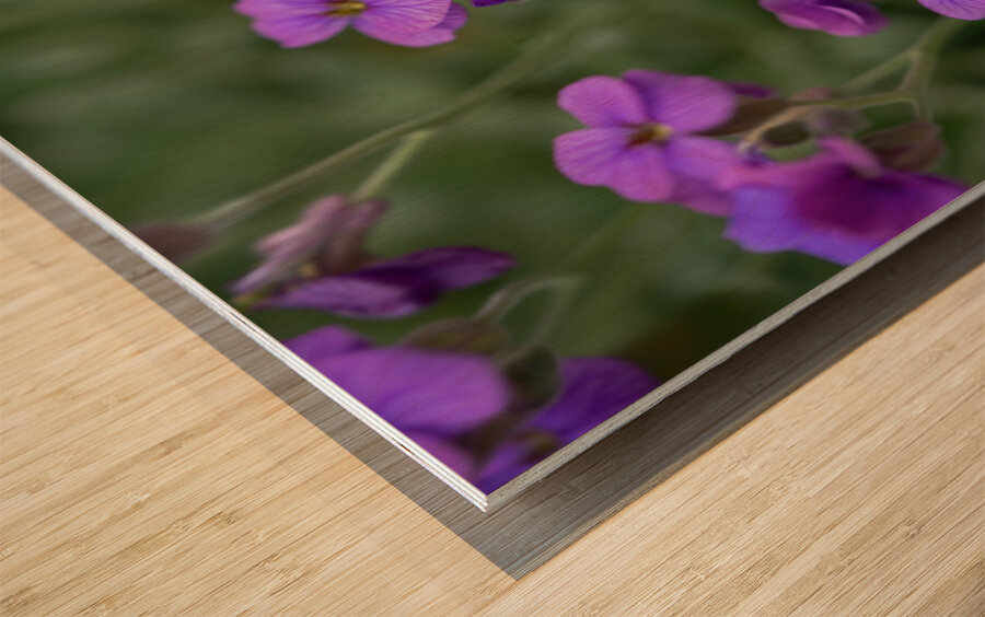 Lilacbush Wood print