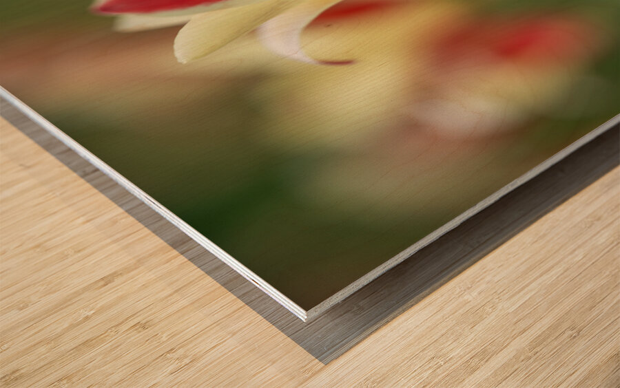 Tranquil Tulips Wood print