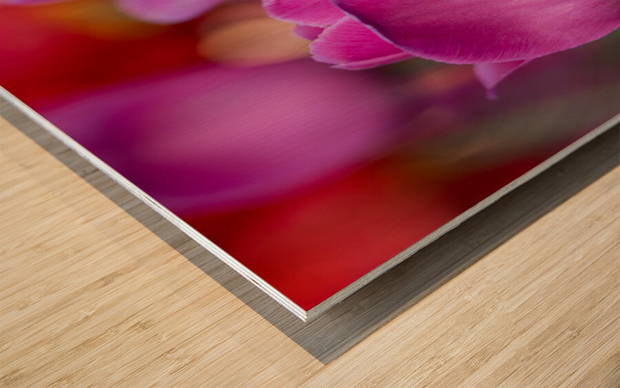 Bubblegum Bloom Bliss Wood print