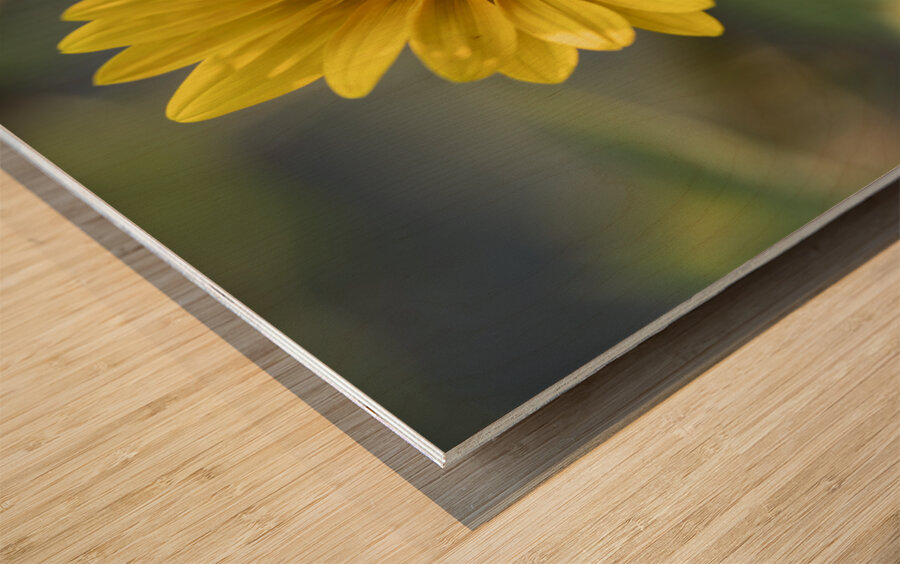 Common Sunflower Wood print