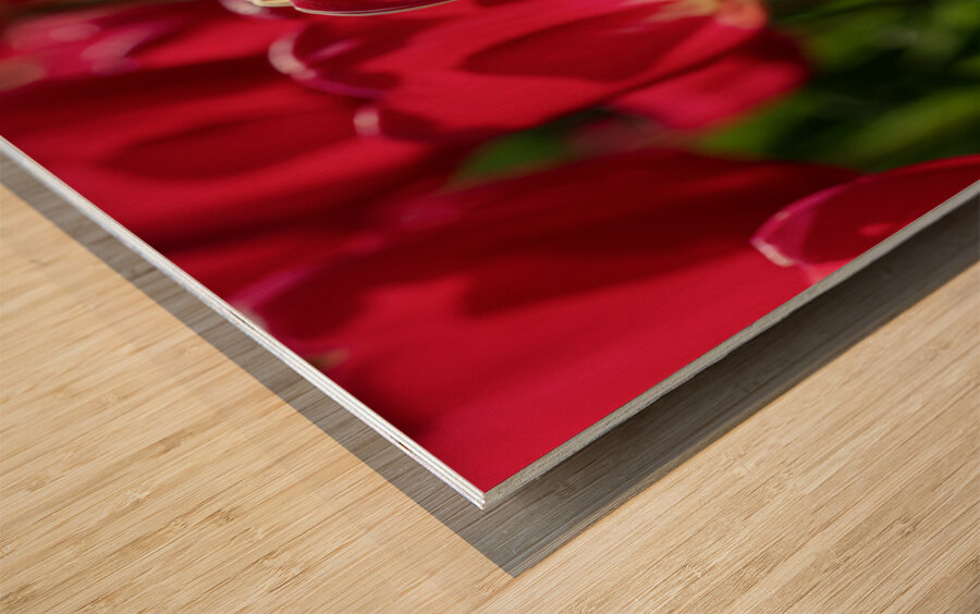 Petal Perfection Wood print