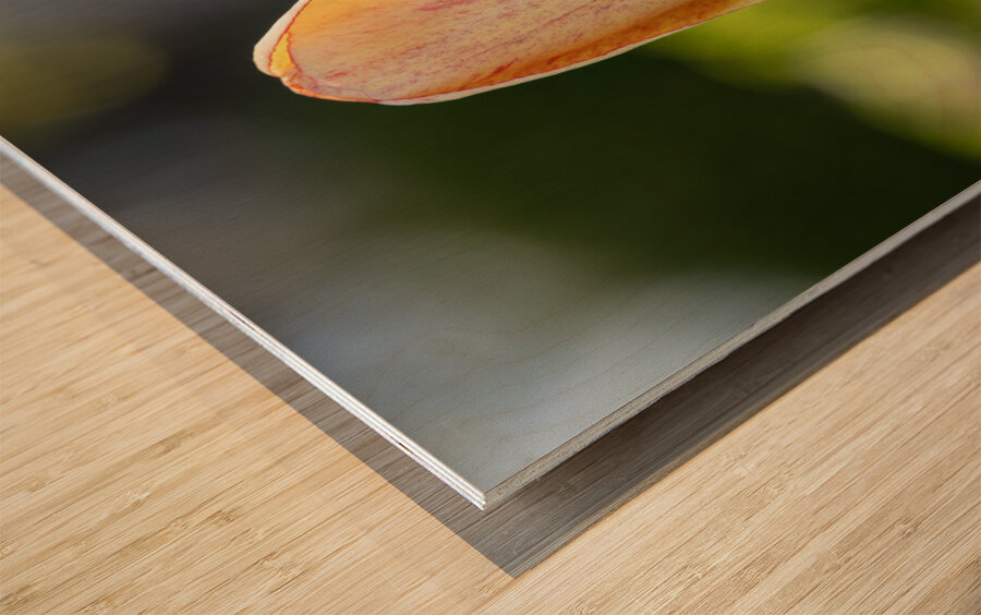 Yellow Tulip in the Field Wood print