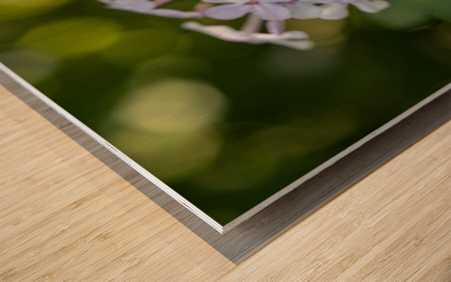 Enchanted Serenade Wood print