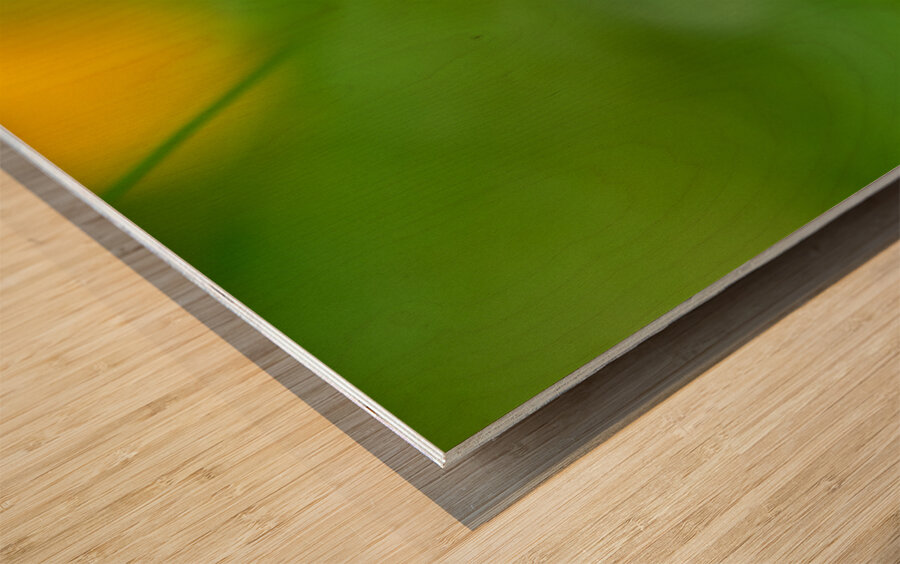 Celestial Elegance Wood print