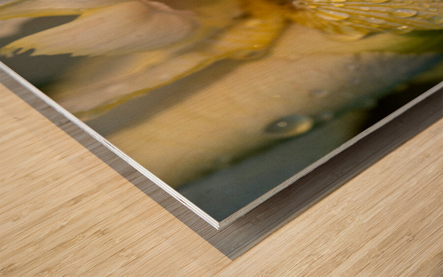 Dreamy Iris Wood print