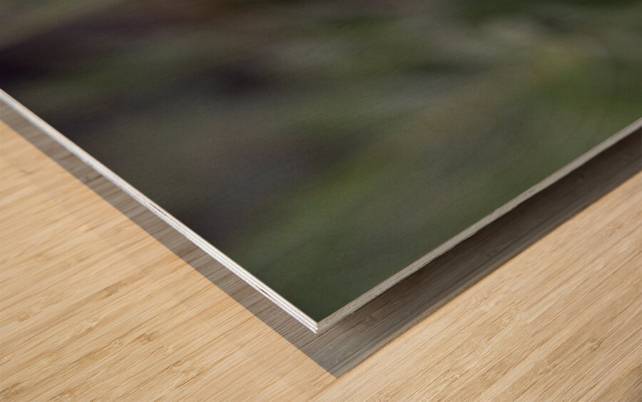 Mauve Melody Wood print