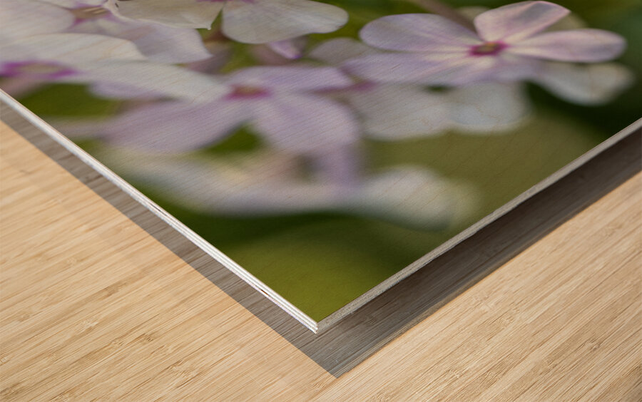 Mellow Melody Wood print