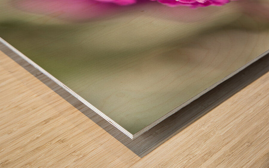 Orange Eye Impression sur bois