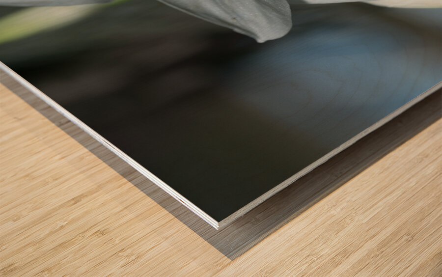 Pearly Radiance Wood print