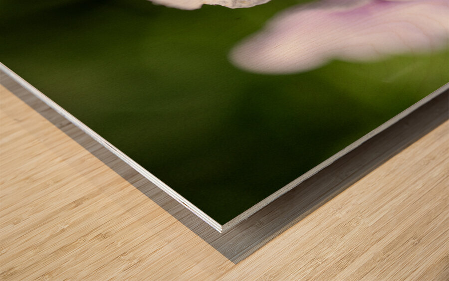 Scarlet Pimpernel Wood print