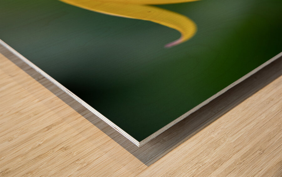 Yellow Bliss Wood print