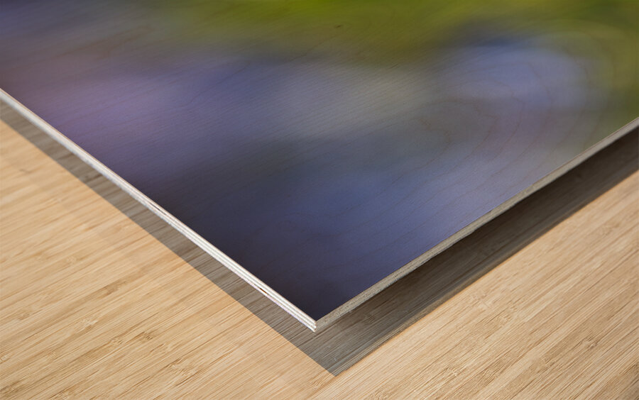 Blue Umbrella Wood print