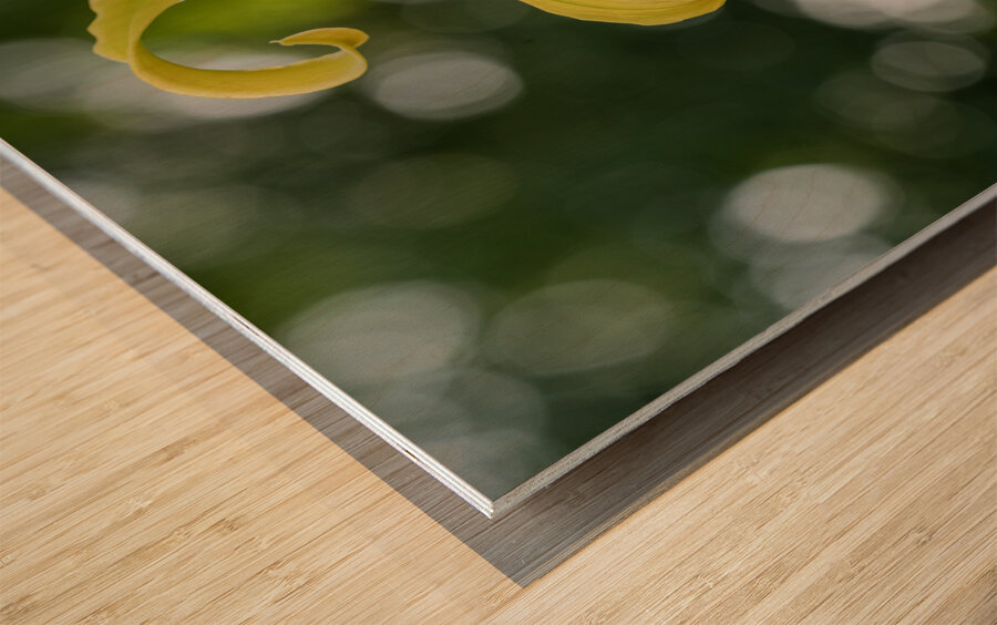 Call Me Lily Wood print