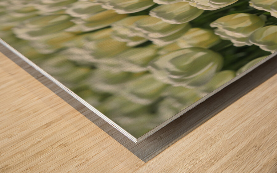 Field Of White Tulips Wood print