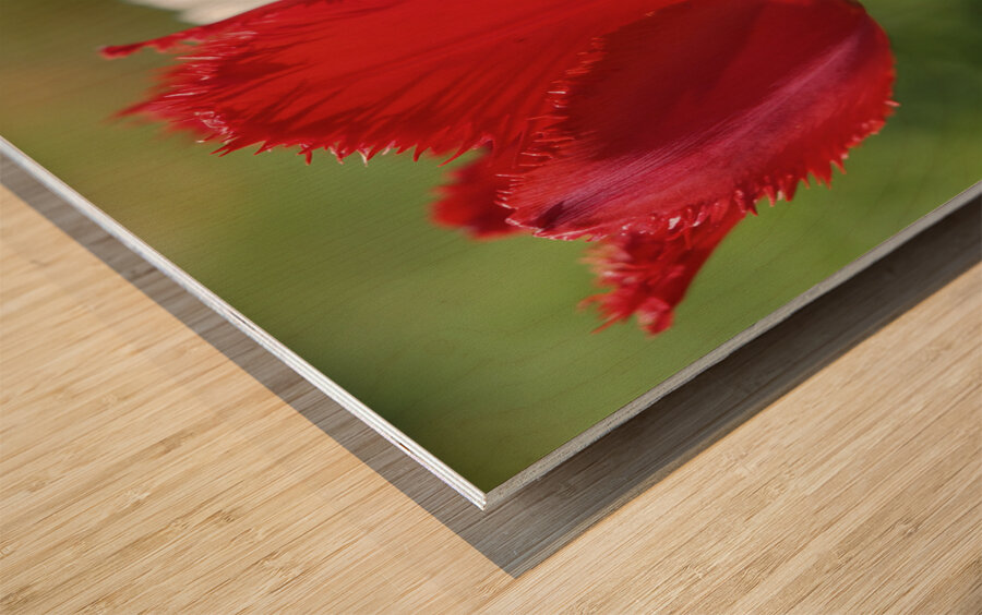 I Choose Red Wood print