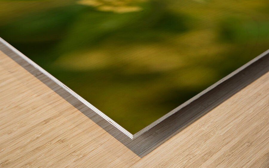 Little Glass 2 Wood print