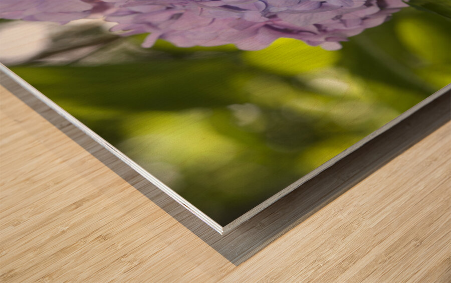 Lilac Hydrangea Wood print