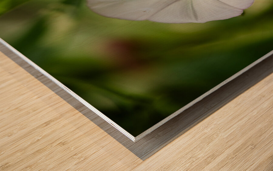 Little Glass Impression sur bois