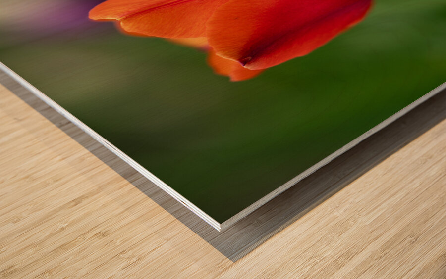 Lovely in Red Wood print