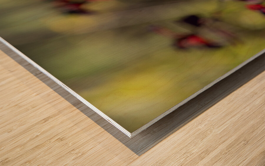 Snow White Wood print