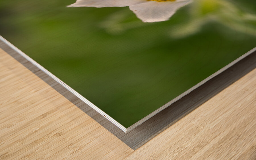 Darling 2 Impression sur bois