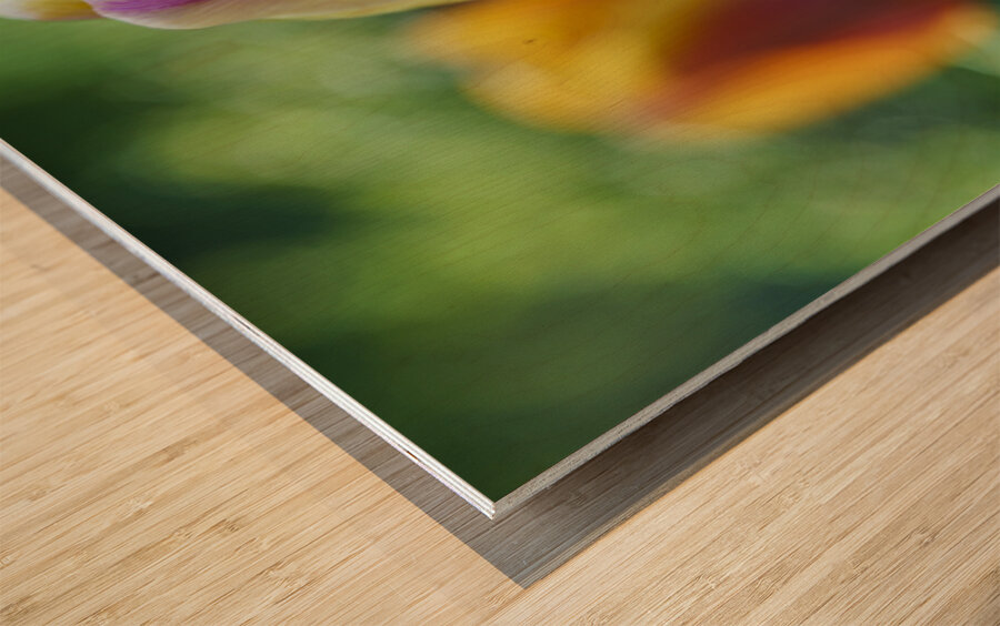 Pastel Colored Lady Wood print