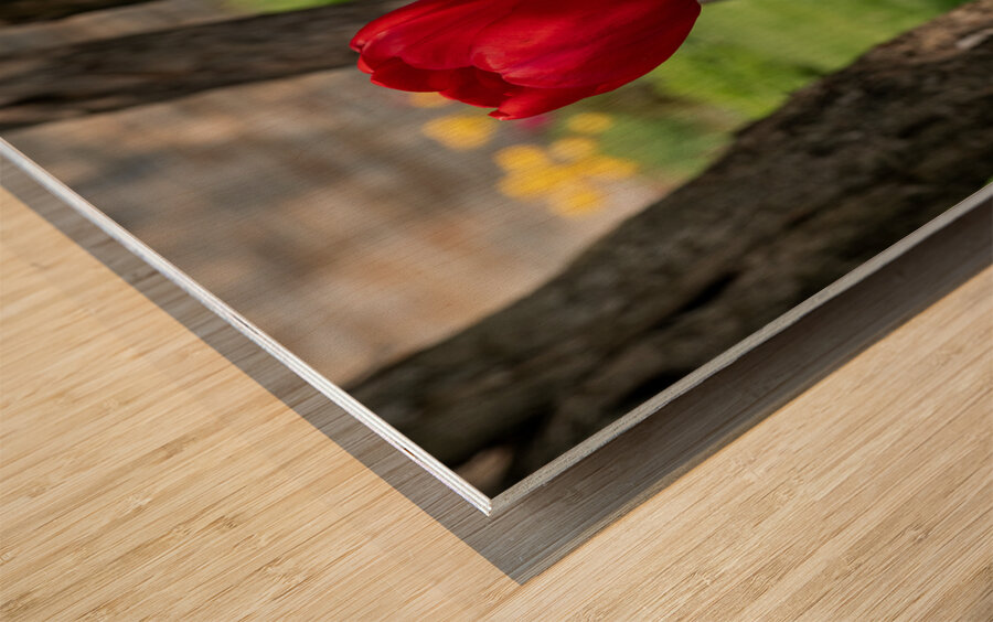 Under the Trees Wood print