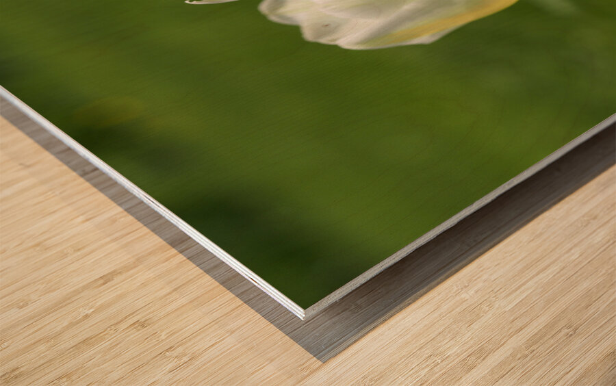 Yellow and White Impression sur bois