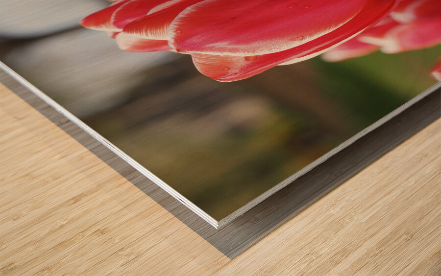 Look at Us Wood print