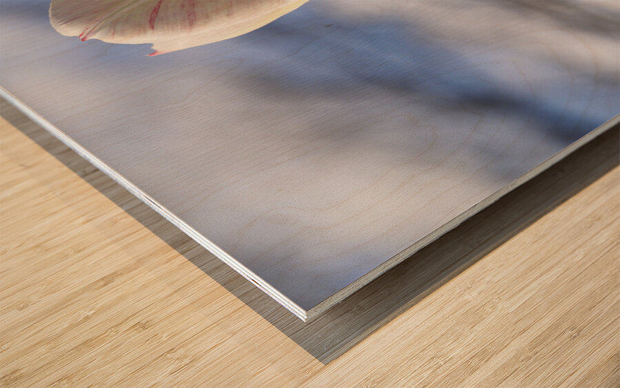 Head in the Clouds Impression sur bois