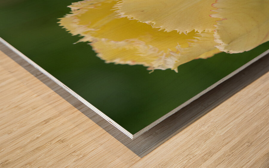 Elegant with Fringes Wood print