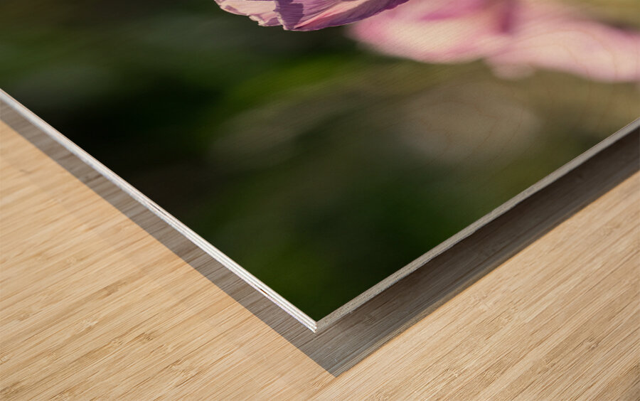 Quite a Beauty Wood print