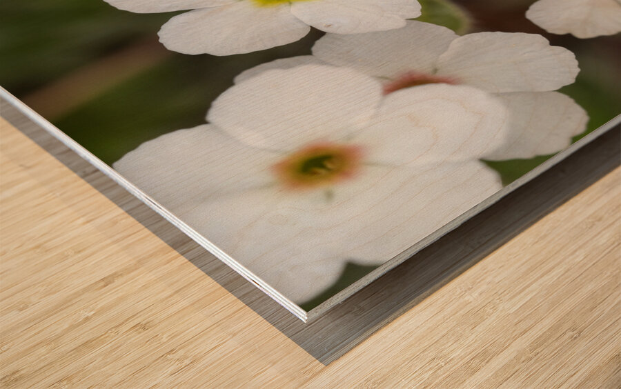 Colorful Dots Impression sur bois