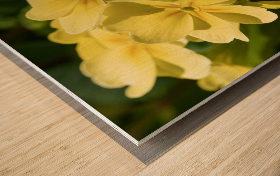 Cowslip Impression sur bois