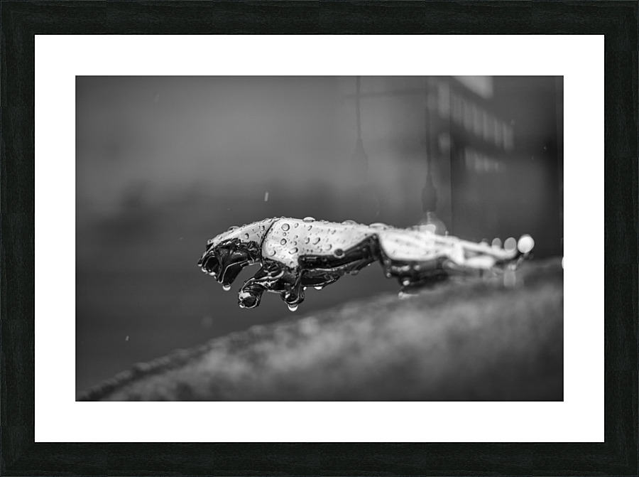 Wet Cat Picture Frame print