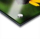Lone Yellow Flower  Acrylic print