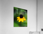 Lone Yellow Flower  Acrylic Print