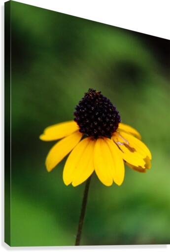 Lone Yellow Flower  Canvas Print