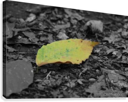 Changing Canvas Print