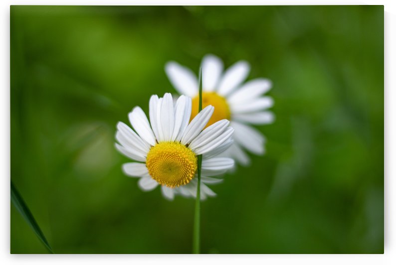Connect With Things Around You by JDWPhotography