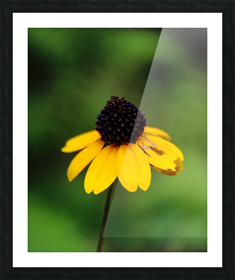 Lone Yellow Flower  Picture Frame print