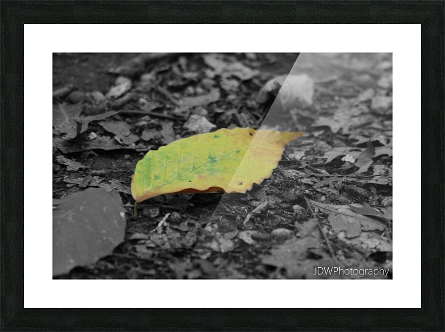 Changing Picture Frame print