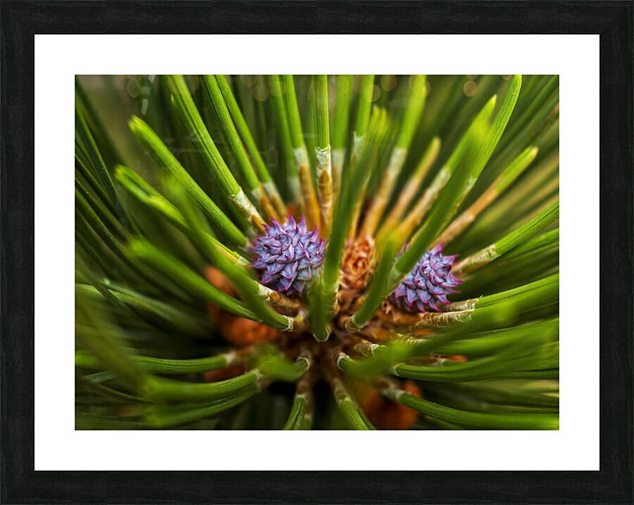 Growth  Picture Frame print