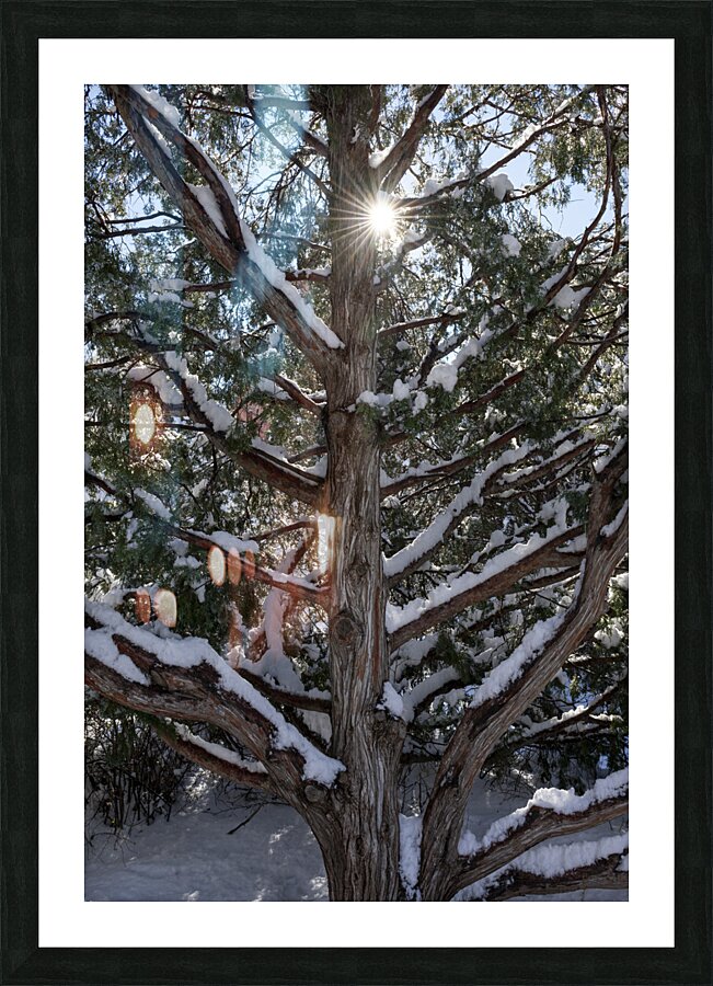 Peeking through the Trees Picture Frame print