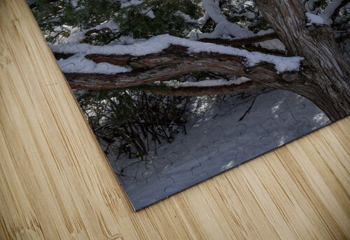 Peeking through the Trees Emily Castro puzzle