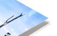 Twisted Juniper HD Metal print